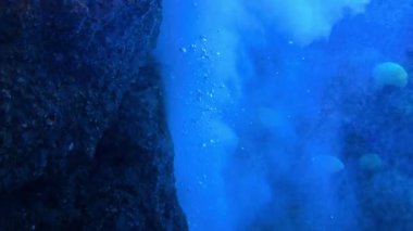 Balıklar ve resiflerle dolu sualtı sahnesi. Yüksek kalite 4k görüntü