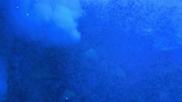 与鱼和珊瑚礁的水下场景 高质量的4K镜头 — 图库视频影像