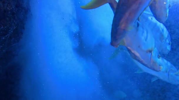 Undervannsscener Med Fisker Rev Opptak Høy Kvalitet – stockvideo