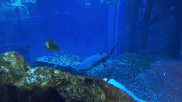 Escena Submarina Con Peces Arrecife Imágenes Alta Calidad — Vídeos de Stock