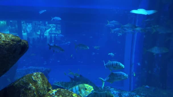 魚やサンゴ礁の水中シーンです 高品質4K映像 — ストック動画