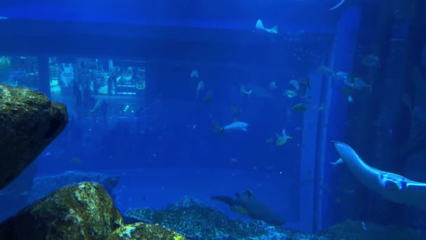 Podvodní Scéna Rybami Útesy Vysoce Kvalitní Záběry — Stock video