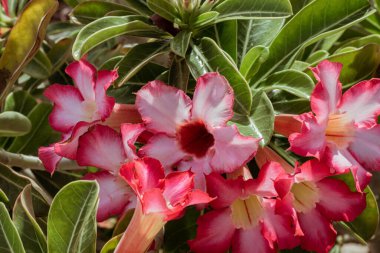 Şehirdeki süs bitkileri. Yüksek kalite fotoğraf