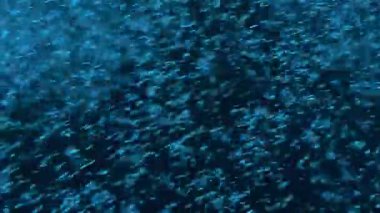 İçinde belgili tanımlık akvaryum su