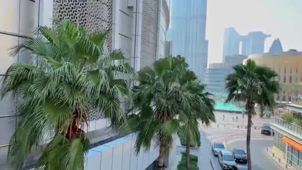 Palm Tree City Barcelona — Stock video
