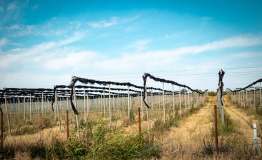 Bir ayçiçeği tarlasının dikey görüntüsü