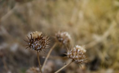 buğday tohumlu kuru çiçek