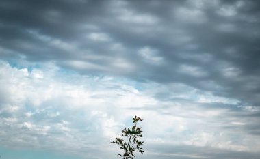 Güzel botanik fotoğrafı, doğal duvar kağıdı.