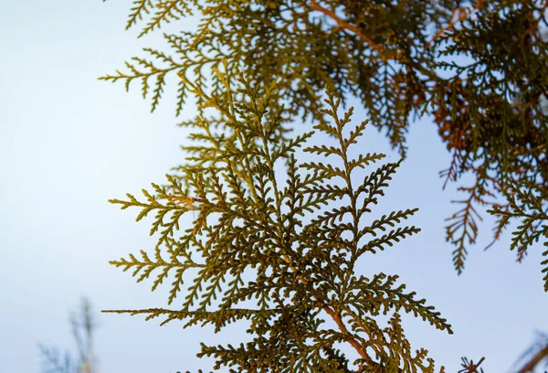 Groene Pijnboom Takken Het Bos Natuur Flora Stockfoto
