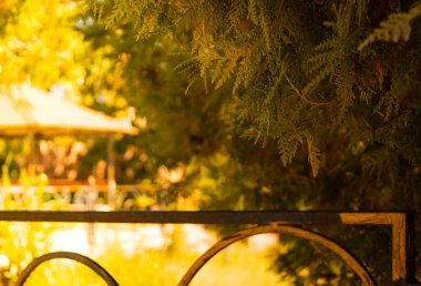 Ladin dalları gökyüzüne karşı dallanır. Yüksek kalite fotoğraf