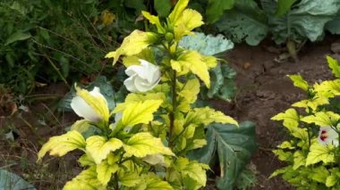 Güzel botanik fotoğrafı, doğal duvar kağıdı.