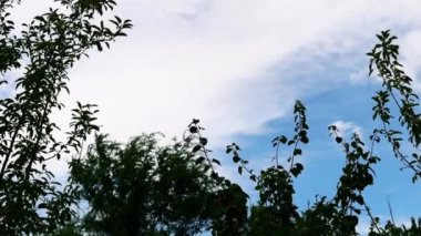 Güzel botanik fotoğrafı, doğal duvar kağıdı.