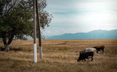 Kırsalda gün batımında otlayan sığırlar. Yüksek kalite fotoğraf