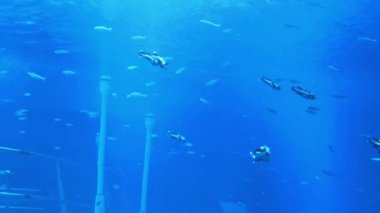 Kızıl denizdeki balık ve balıkların sualtı sahnesi