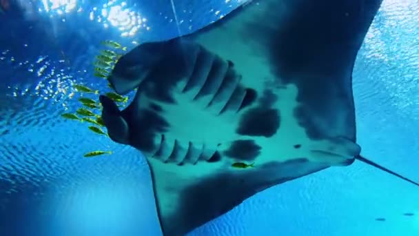 Közelről Felvétel Egy Cápáról Kék Vízben — Stock videók