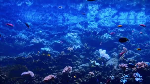 Fargerik Korallrev Med Tropiske Fisker – stockvideo