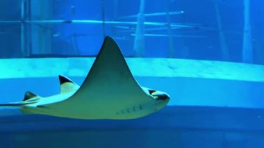 Çok güzel bir tropikal balığın sualtı fotoğrafı.