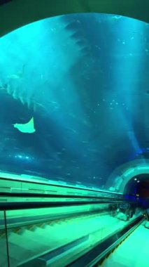 Güzel denizin sualtı manzarası