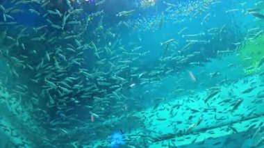 Denizin güzel sualtı dünyası