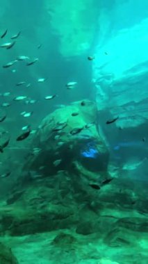 Balıklı deniz altı sahnesi