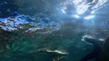 Maskeli genç bir adamın güzel bir fotoğrafı.