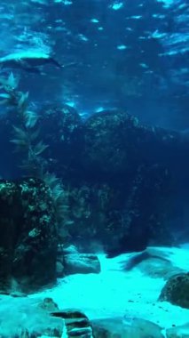 Güzel bir tropikal balığın sualtı manzarası