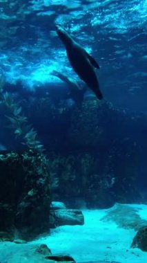 Deniz suyu ile balık