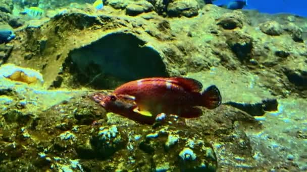 Червономорська Черепаха Під Водою Єгипті — стокове відео