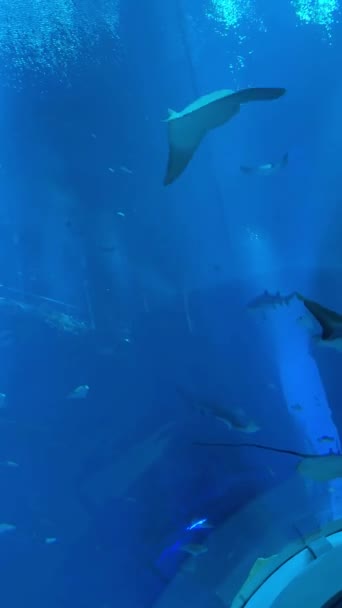 Foto Submarina Con Peces Mar — Vídeos de Stock