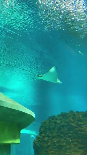 Unterwasserfoto Von Schönen Fischen Aquarium — Stockvideo