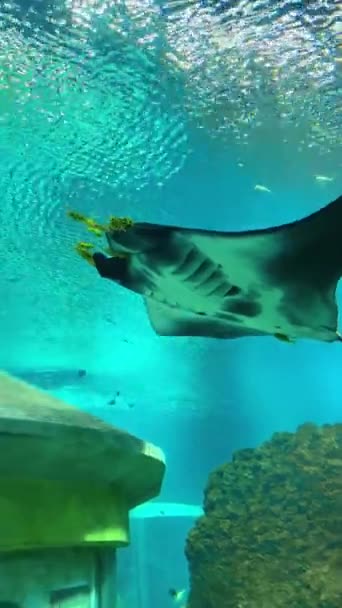 Žralok Plavající Pod Vodou — Stock video