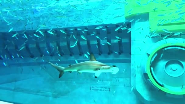 Cápa Akváriumban — Stock videók
