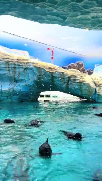 Красивая Морская Вода Аквариуме — стоковое видео