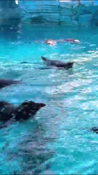 Подводный Вид Морского Льва Воде — стоковое видео