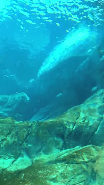 Podvodní Krajina Rybami — Stock video