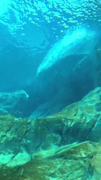 Mořský Podvodní Život Pod Vodou — Stock video