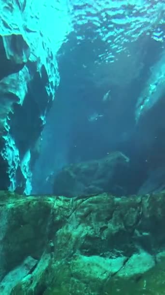 Podvodní Pohled Krásné Moře Rybou — Stock video