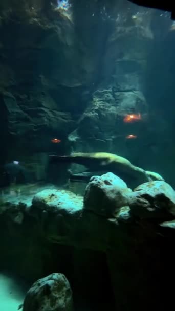 Schöne Unterwassersicht Auf Das Meer — Stockvideo