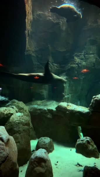 水族館の海洋生物の水中ビュー — ストック動画