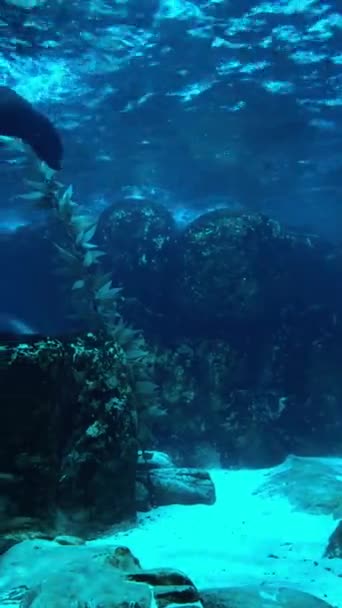 Vista Submarina Vida Marina — Vídeos de Stock