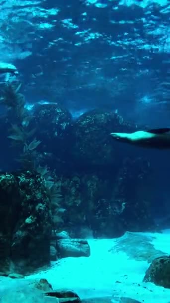 Mořská Želva Akváriu — Stock video