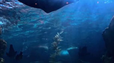 Sarı balıklar algler arasında akvaryumun karanlık sularında yüzerler. Cam kabın içinde ışık saçan çok yönlü su altı yaşamı. Yüksek kalite 4k görüntü