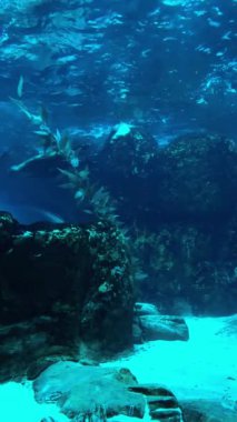 Sarı balıklar algler arasında akvaryumun karanlık sularında yüzerler. Cam kabın içinde ışık saçan çok yönlü su altı yaşamı. Yüksek kalite 4k görüntü