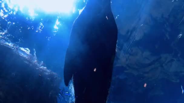 Sarı Balıklar Algler Arasında Akvaryumun Karanlık Sularında Yüzerler Cam Kabın — Stok video