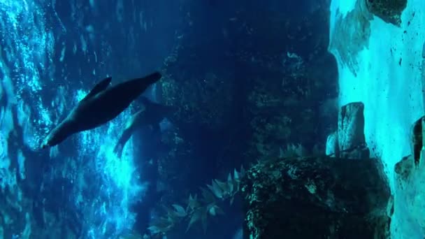黄鱼在水族馆黑暗的海水中在海藻中游动 玻璃容器中的水底生物 光照近视 高质量的4K镜头 — 图库视频影像