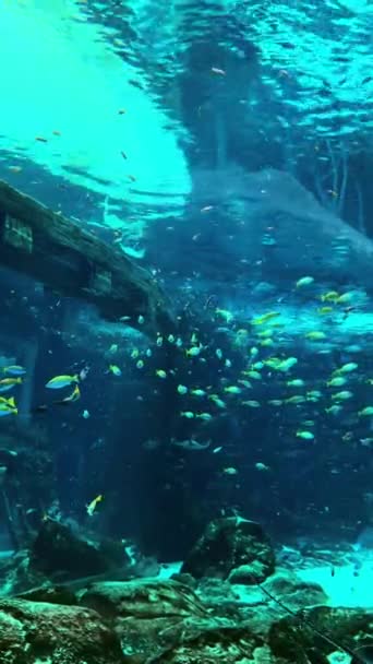 Κίτρινα Ψάρια Κολυμπούν Σκοτεινά Νερά Του Ενυδρείου Ανάμεσα Στα Φύκια — Αρχείο Βίντεο