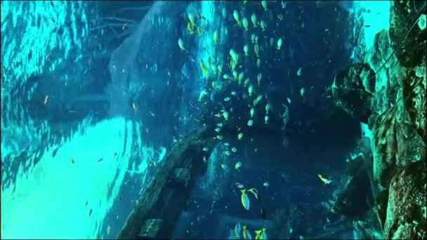 Κίτρινα Ψάρια Κολυμπούν Σκοτεινά Νερά Του Ενυδρείου Ανάμεσα Στα Φύκια — Αρχείο Βίντεο
