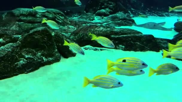 몰디브 바다에서 산호의 배경에 이국적인 노란색 물고기 화려하고 아름다운 동물의 — 비디오