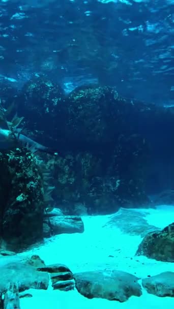 Deniz Suyunun Altında Yüzen Güzel Deniz Aslanı Deniz Aslanları Deniz — Stok video