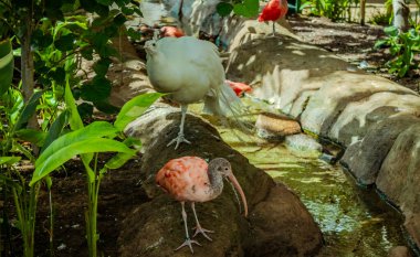 Hayvanat bahçesindeki tropikal kuşlara yaklaş. Yüksek kalite fotoğraf